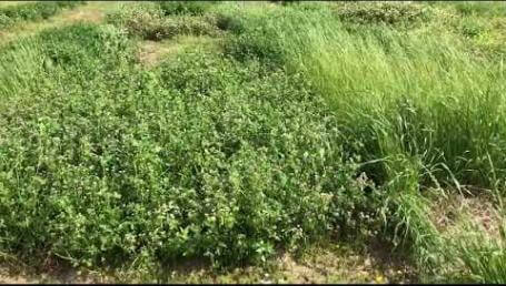 Preview image for the video "Mississippi State University Cover Crop Trial — May 2019". Preview image for the video "Mississippi State University Cover Crop Trial — May 2019".