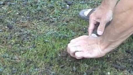 Preview image for the video "New Lawn Part 19 - A Fuzzy Green Surface after 12 days". Preview image for the video "New Lawn Part 19 - A Fuzzy Green Surface after 12 days".