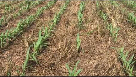 Preview image for the video "Corn growing in a mix of LowBoy and crimson clover - Eastern PA, 6/11/2020".