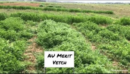 Preview image for the video "Clemson University Cover Crop Field Day—April 2018".