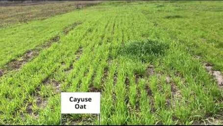 Preview image for the video "Cover Crop Trials, Luling, TX — 2019, Part 1". Preview image for the video "Cover Crop Trials, Luling, TX — 2019, Part 1".