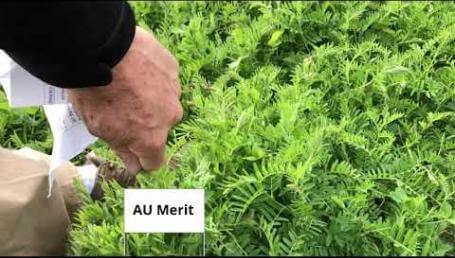 Preview image for the video "Cover Crop Trials, Luling, TX — 2019, Part 3". Preview image for the video "Cover Crop Trials, Luling, TX — 2019, Part 3".