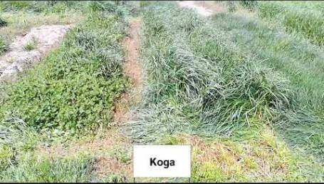Preview image for the video "Ohio State 2020-2021 Cover Crop Trials - Late Spring Walkthrough". Preview image for the video "Ohio State 2020-2021 Cover Crop Trials - Late Spring Walkthrough".