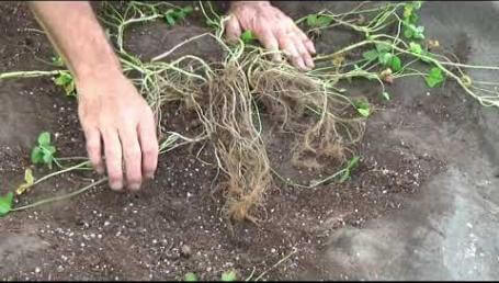 Preview image for the video "Kakariki White Clover - 2017 Bucket Study". Preview image for the video "Kakariki White Clover - 2017 Bucket Study".