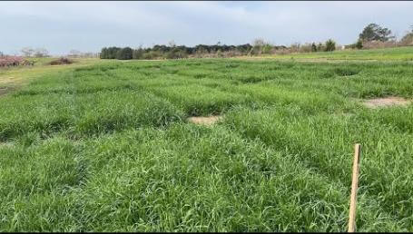 Preview image for the video "2024 Annual Ryegrass Trials - Chilton Research Center".