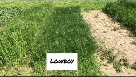 Preview image for the video "Ohio State University Cover Crop Trials - May 2018".