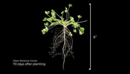Preview image for the video "Viper Balansa Clover Timelapse". Preview image for the video "Viper Balansa Clover Timelapse".
