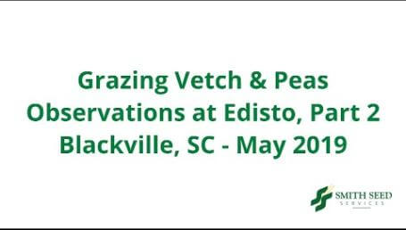 Preview image for the video "Grazing Vetch and Pea Observations — 2019, Part 2". Preview image for the video "Grazing Vetch and Pea Observations — 2019, Part 2".
