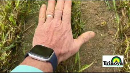 Preview image for the video "2022-23 Auburn University Annual Ryegrass Trial – Headland, AL- Post-Harvest - Part 3". Preview image for the video "2022-23 Auburn University Annual Ryegrass Trial – Headland, AL- Post-Harvest - Part 3".