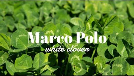 Preview image for the video "Marco Polo White Clover". Preview image for the video "Marco Polo White Clover".