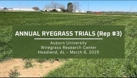 Preview image for the video "2025 Annual Ryegrass Trials - Wiregrass Research Center (Rep #3)". Preview image for the video "2025 Annual Ryegrass Trials - Wiregrass Research Center (Rep #3)".