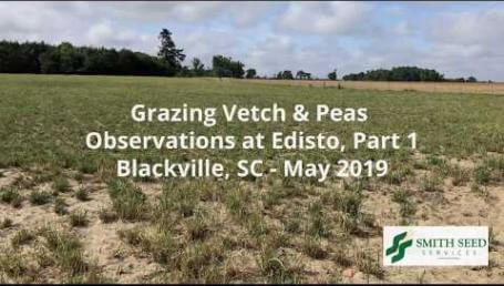 Preview image for the video "Grazing Vetch & Pea Observations — 2019, Part 1". Preview image for the video "Grazing Vetch & Pea Observations — 2019, Part 1".