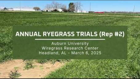 Preview image for the video "2025 Annual Ryegrass Trials - Wiregrass Research Center (Rep #2)". Preview image for the video "2025 Annual Ryegrass Trials - Wiregrass Research Center (Rep #2)".
