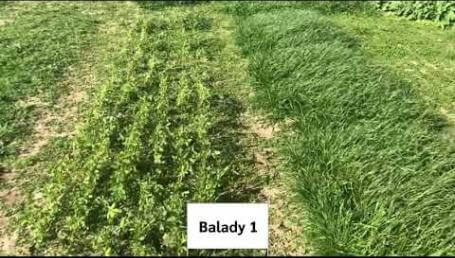 Preview image for the video "Fall Growth On Cover Crops – 2020". Preview image for the video "Fall Growth On Cover Crops – 2020".