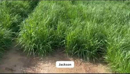 Preview image for the video "Annual Ryegrass Trial – Headland, AL – Pre-Harvest - Part 1". Preview image for the video "Annual Ryegrass Trial – Headland, AL – Pre-Harvest - Part 1".