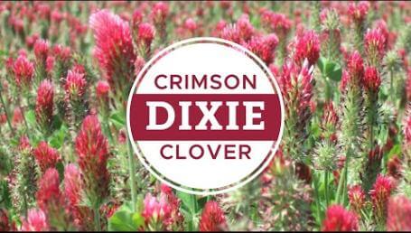 Preview image for the video "Dixie Crimson Clover". Preview image for the video "Dixie Crimson Clover".