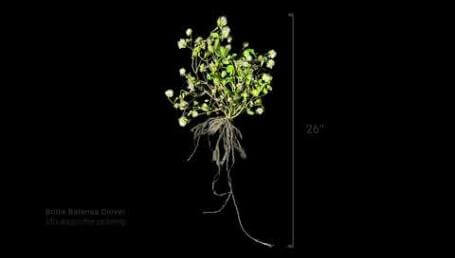 Preview image for the video "Bolta Balansa Clover Timelapse".