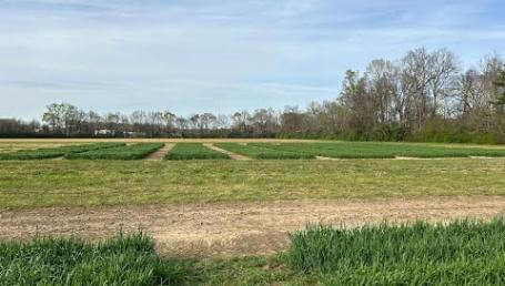 Preview image for the video "2024 Annual Ryegrass Trials - E.V. Smith Research Center".