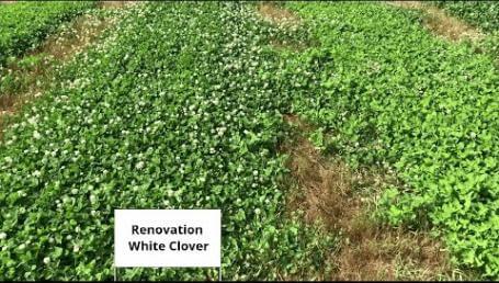 Preview image for the video "Louisiana State University Clover Trial — May 2019". Preview image for the video "Louisiana State University Clover Trial — May 2019".