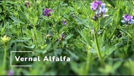 Preview image for the video "Vernal Alfalfa Study". Preview image for the video "Vernal Alfalfa Study".