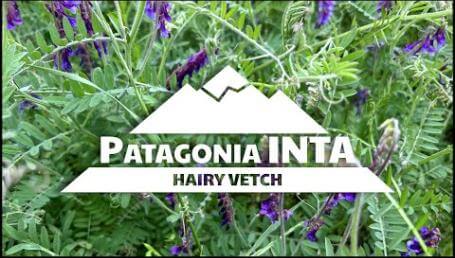 Preview image for the video "Patagonia Inta Hairy Vetch". Preview image for the video "Patagonia Inta Hairy Vetch".