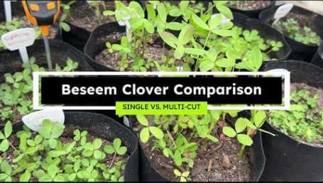 Preview image for the video "Berseem Clover Comparison - Single vs. Multi-Cut". Preview image for the video "Berseem Clover Comparison - Single vs. Multi-Cut".