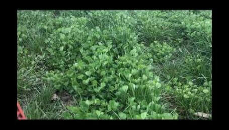 Preview image for the video "LowBoy planted in a mix with crimson clover - Eastern PA, 4/2/2020".