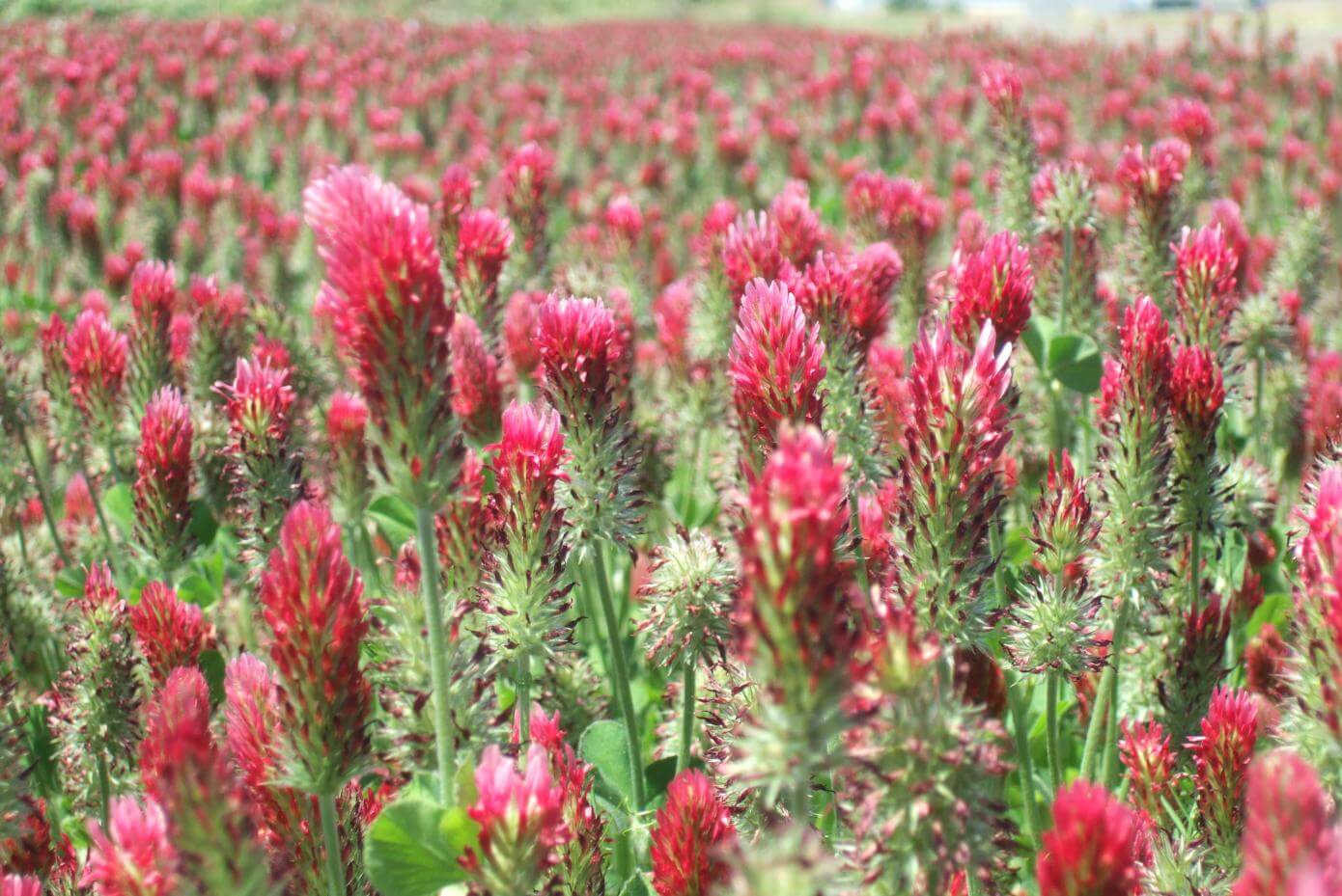 crimson clover