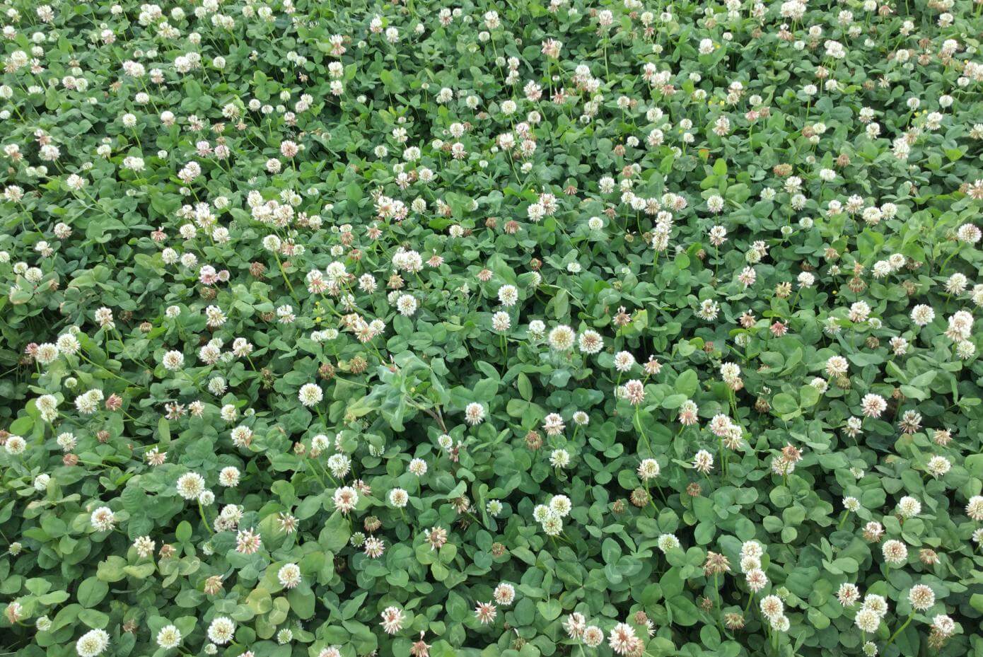 Intermediate clover