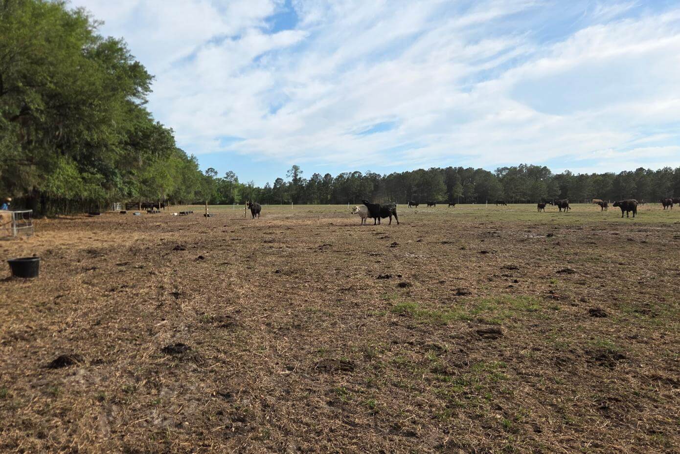 Cows in a field with very dry grass