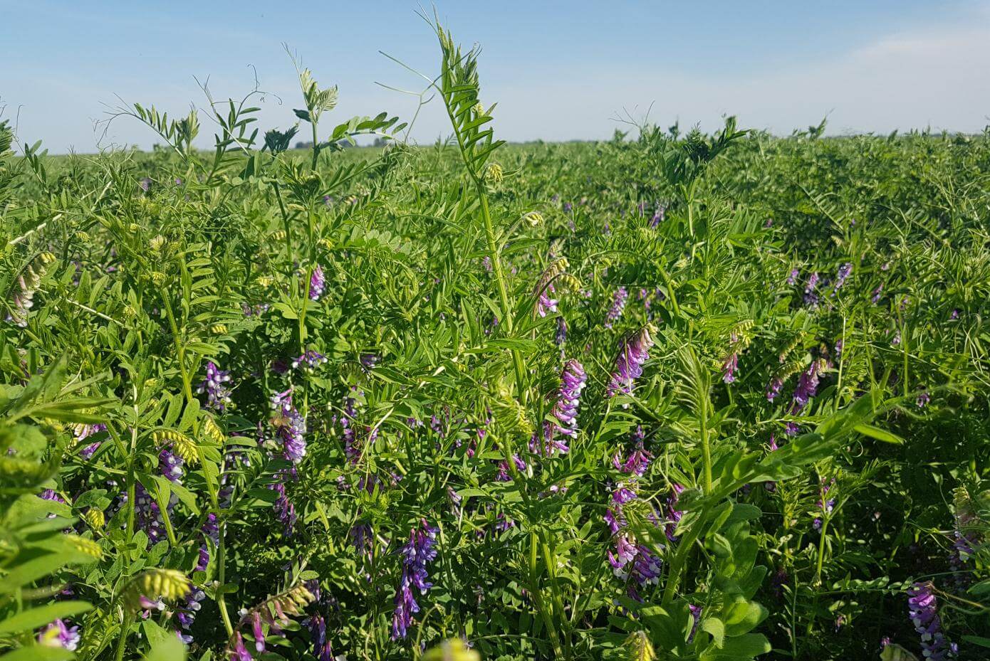 Patagonia Inta hairy vetch plants in a field