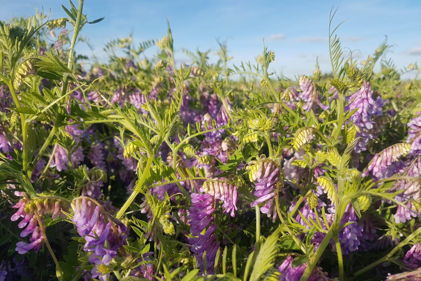 Patagonia Inta hairy vetch plants and flowers in a field