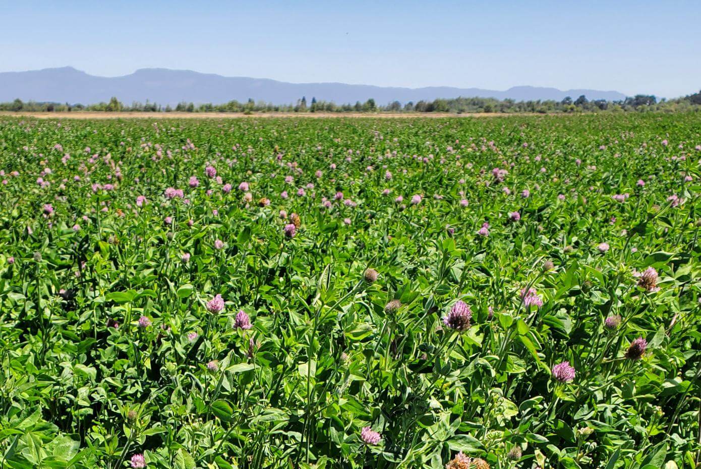 GA-9908 medium red clover in a field