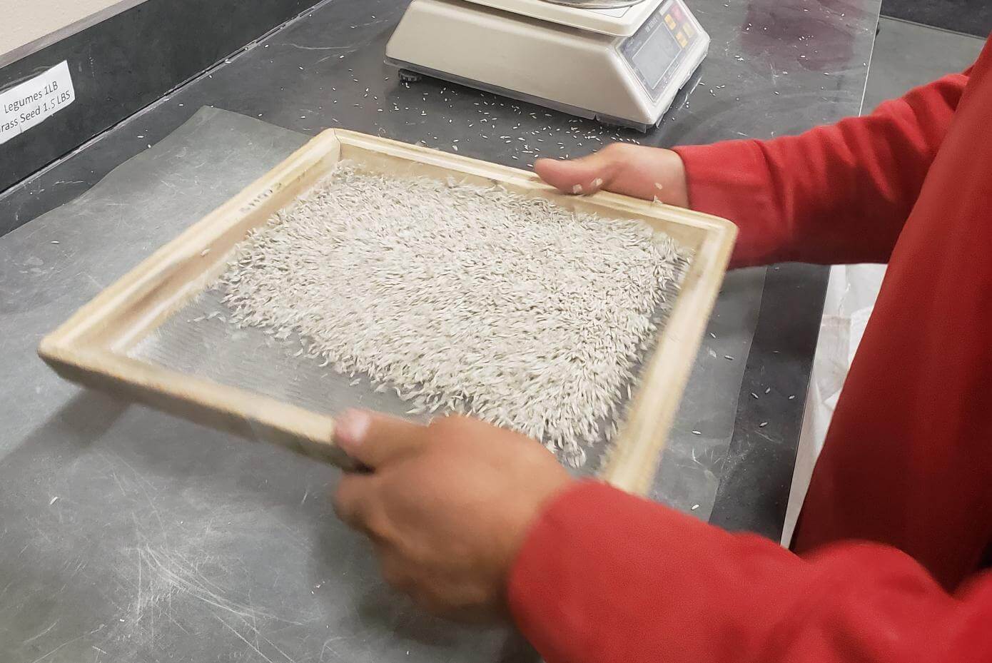 Person testing coated seed