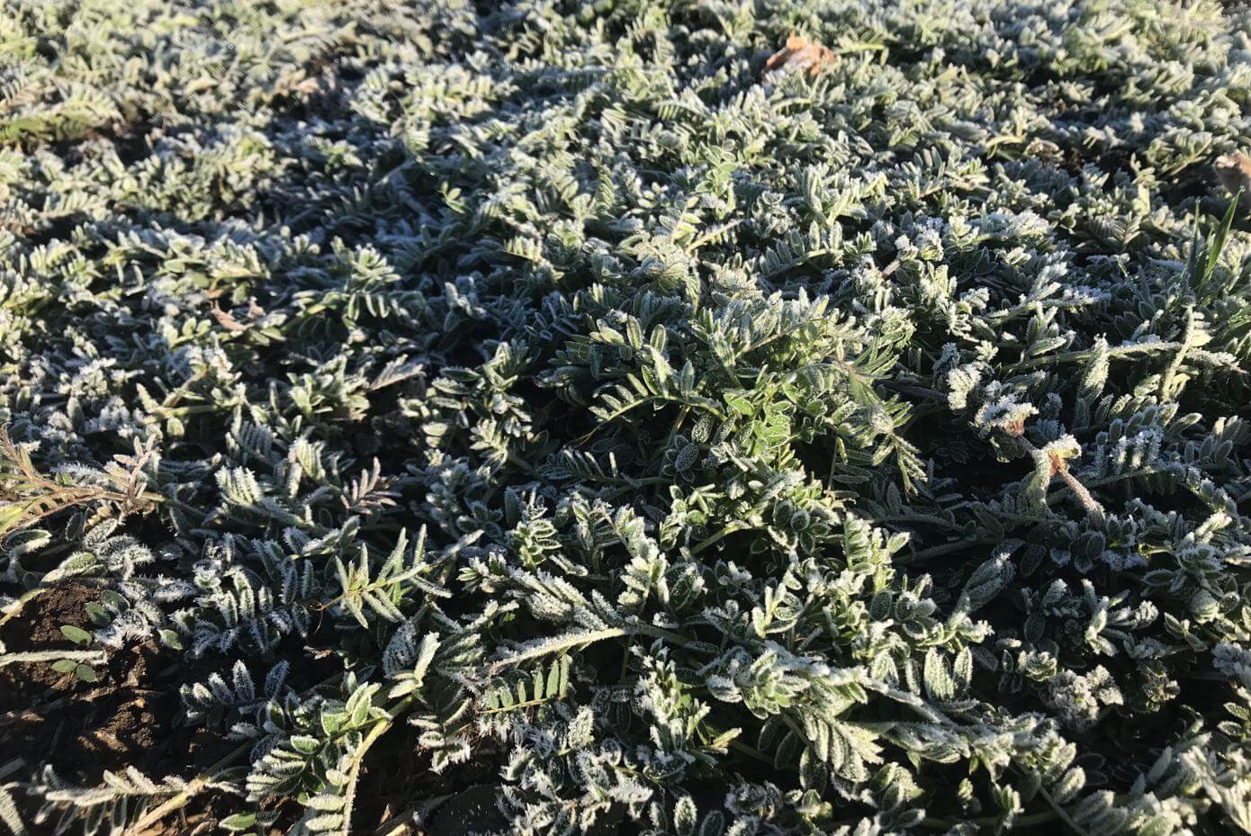 Patagona INTA showing Frost Tolerance in Argentina 07-31-18