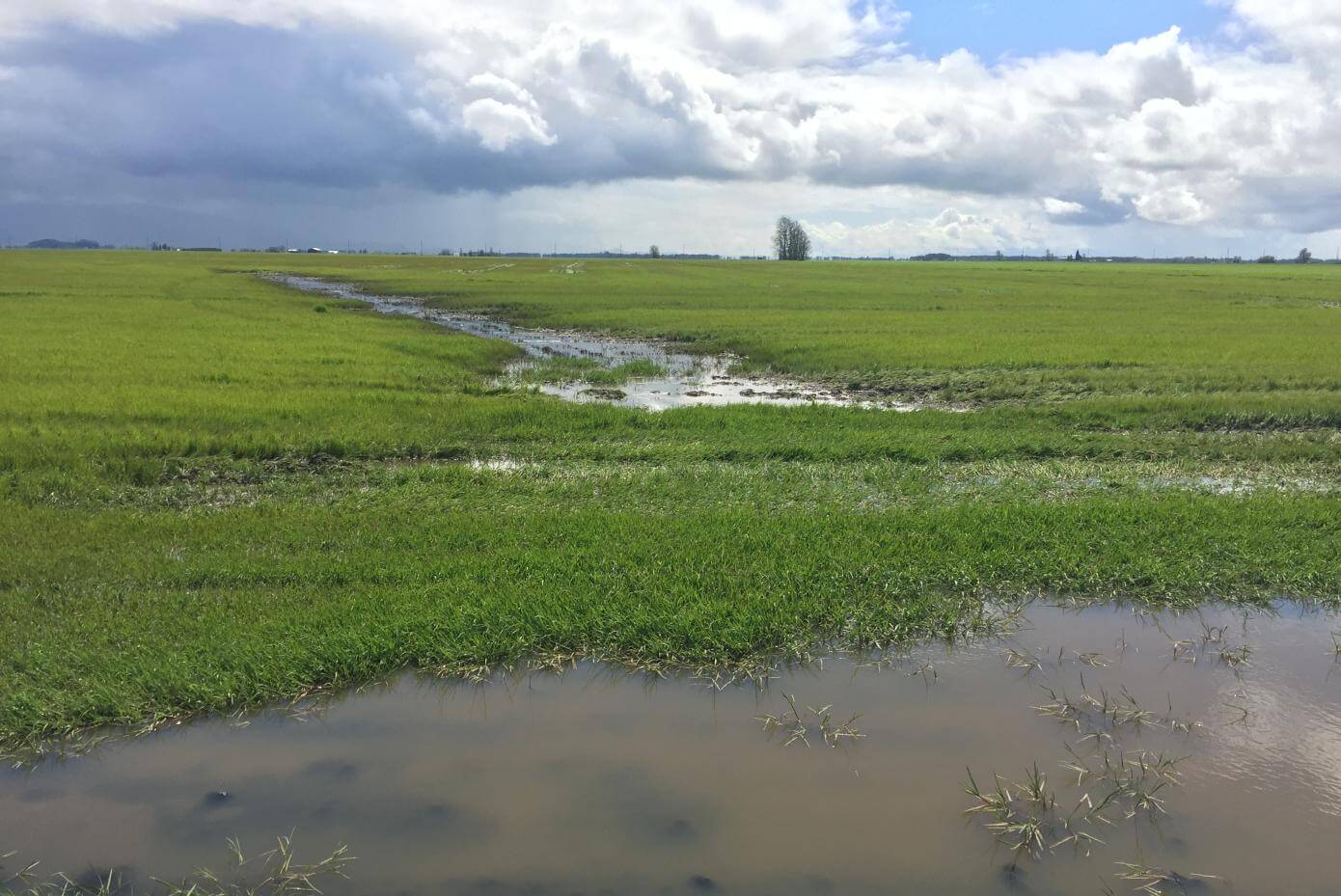 Flooded field in Oregon