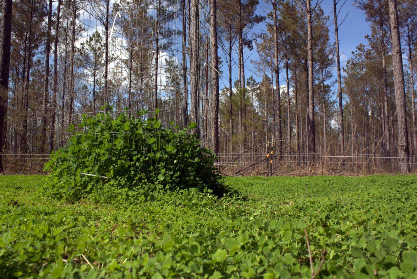 Fixation in a wildlife food plot