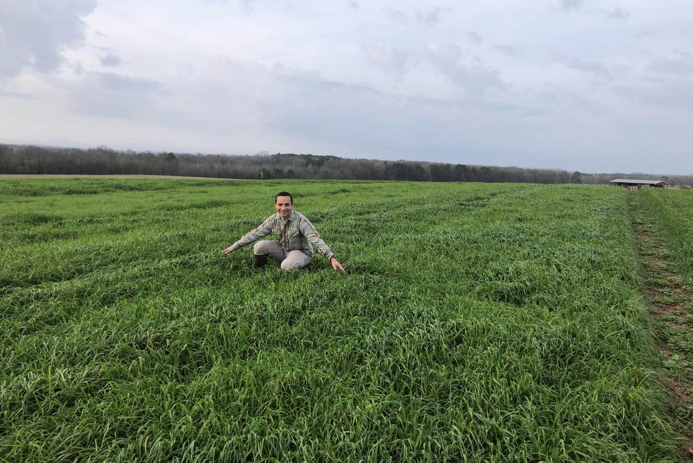 Baqueano tetrapliod annual ryegrass in a field.