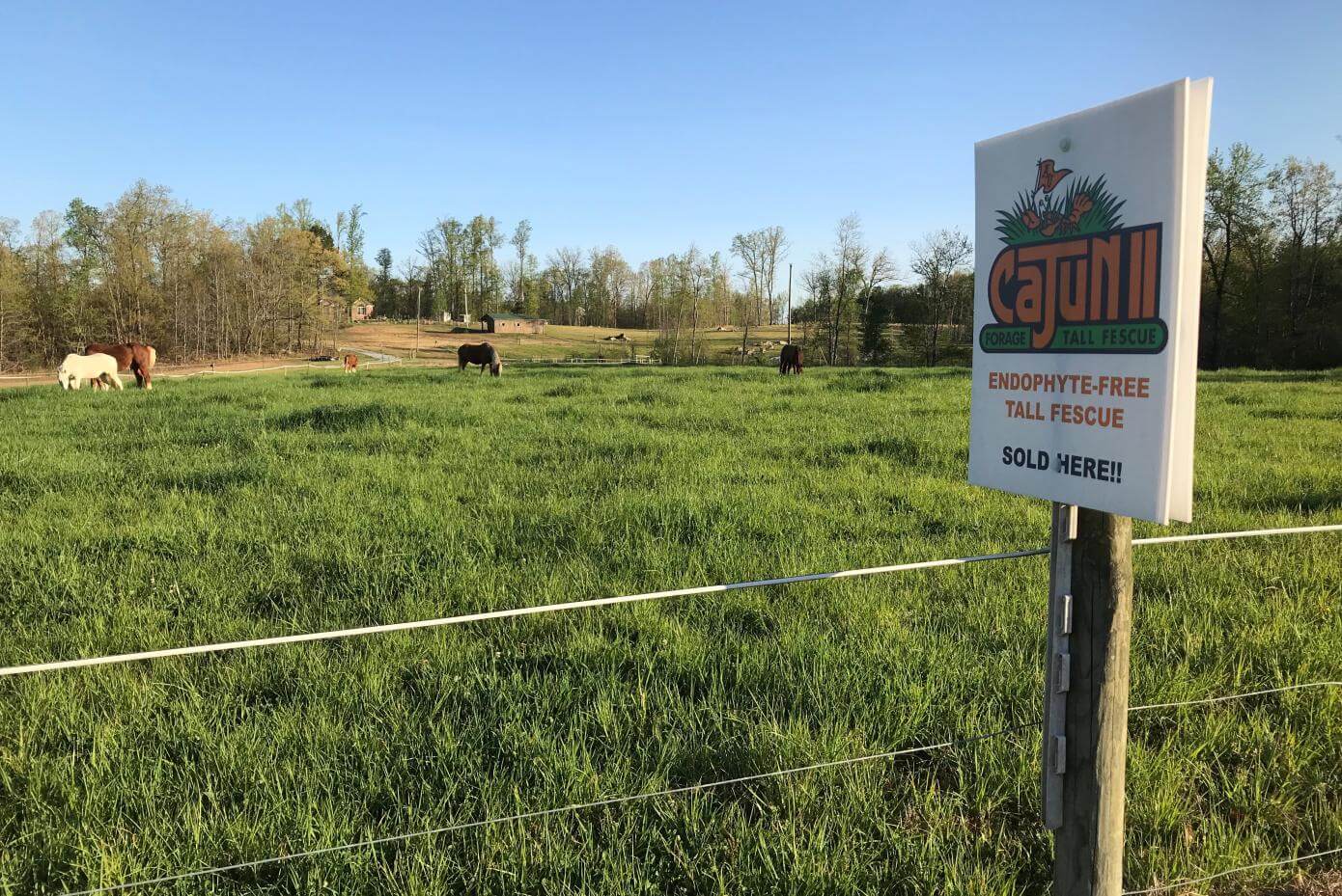 Cajun II on a horse farm in North Carolina