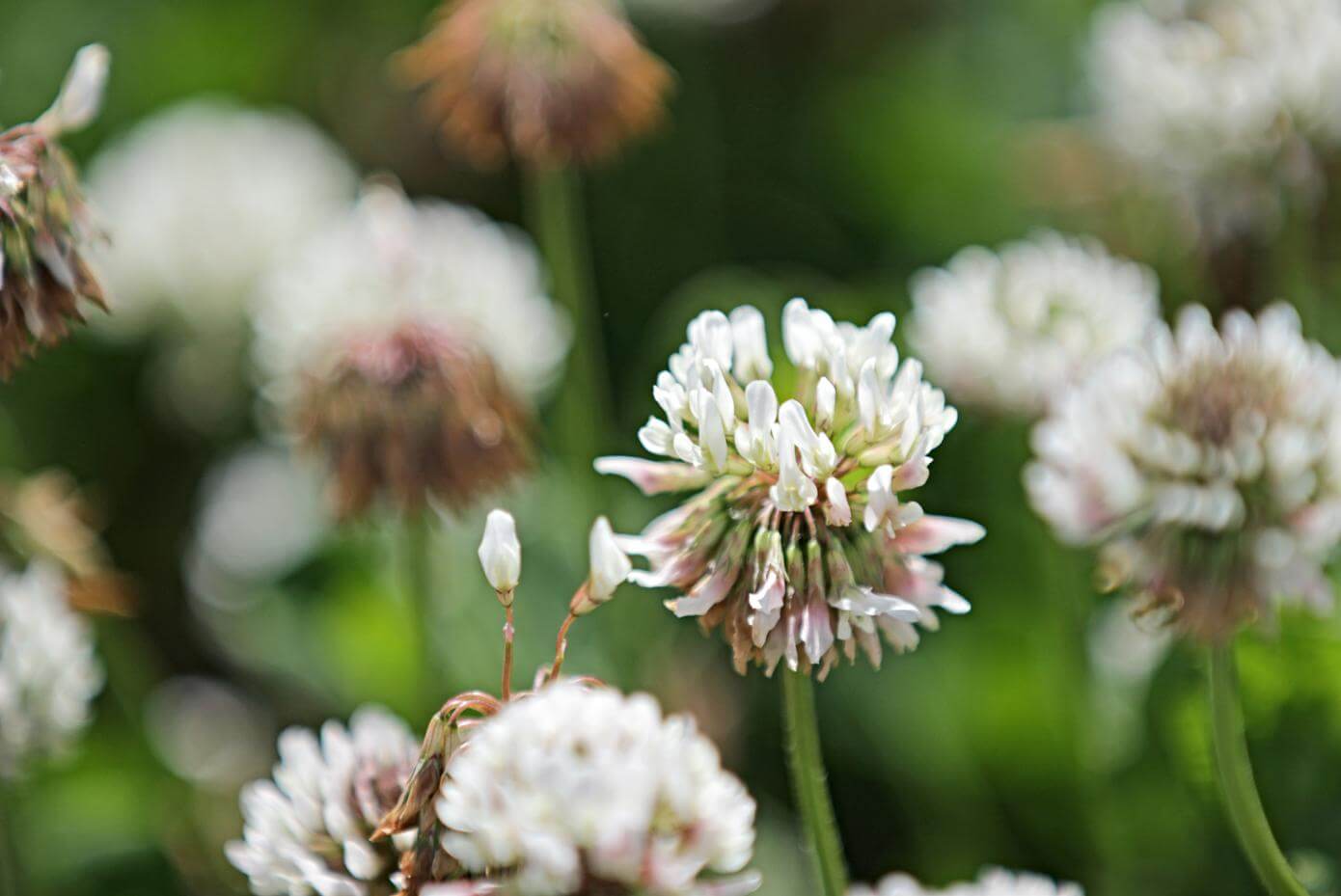 White clover flower up close