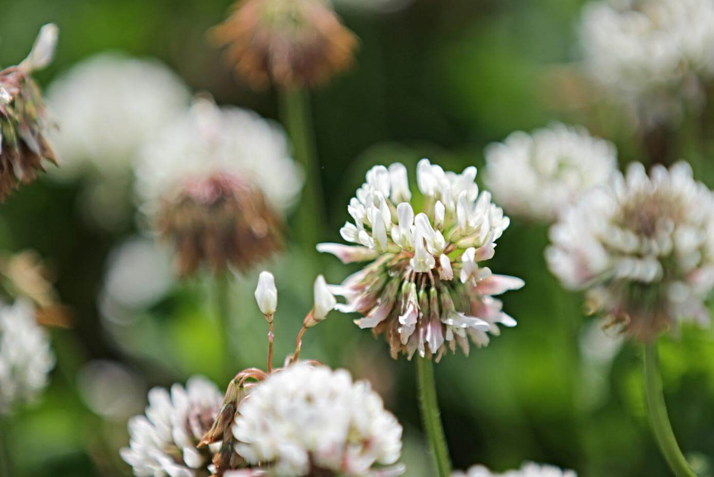 Close up of white clover flower