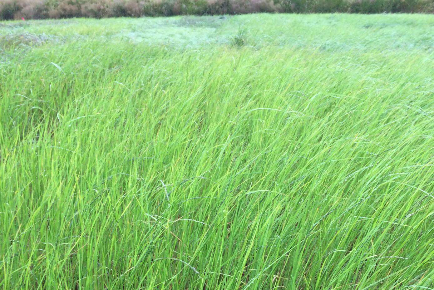 Corvallis teff grass