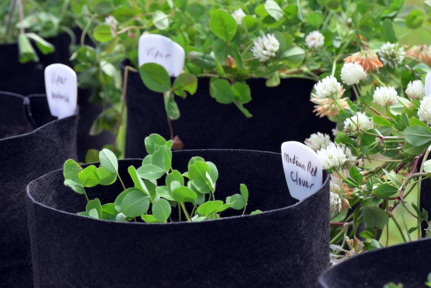Close up photo of clover plants in pots.