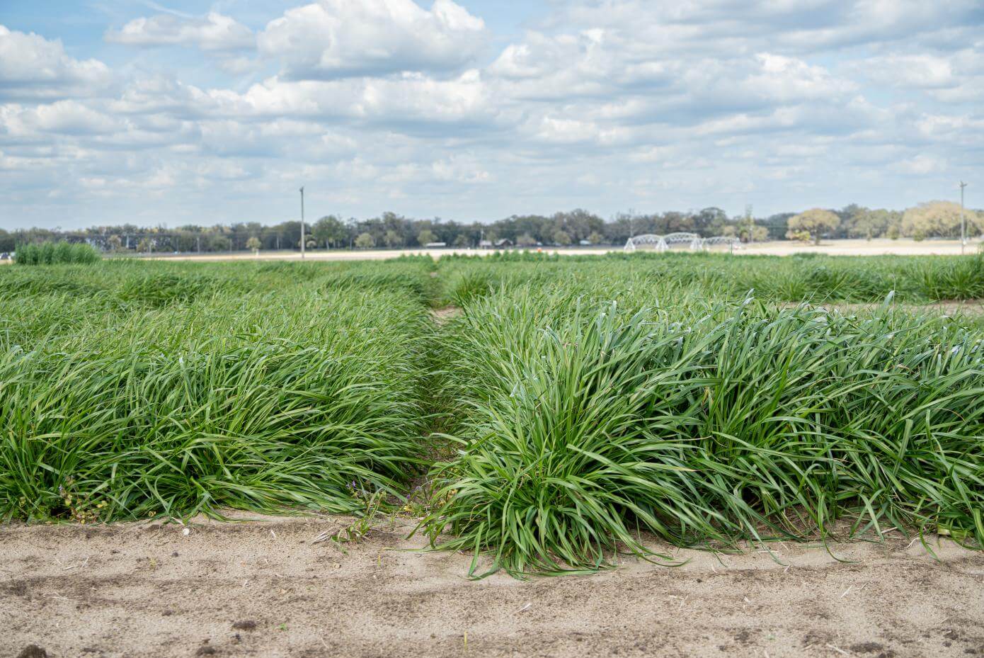Side-by-side comparison of two grass varieties. EarlyBoss is on the right and is taller than Nelson on the left.