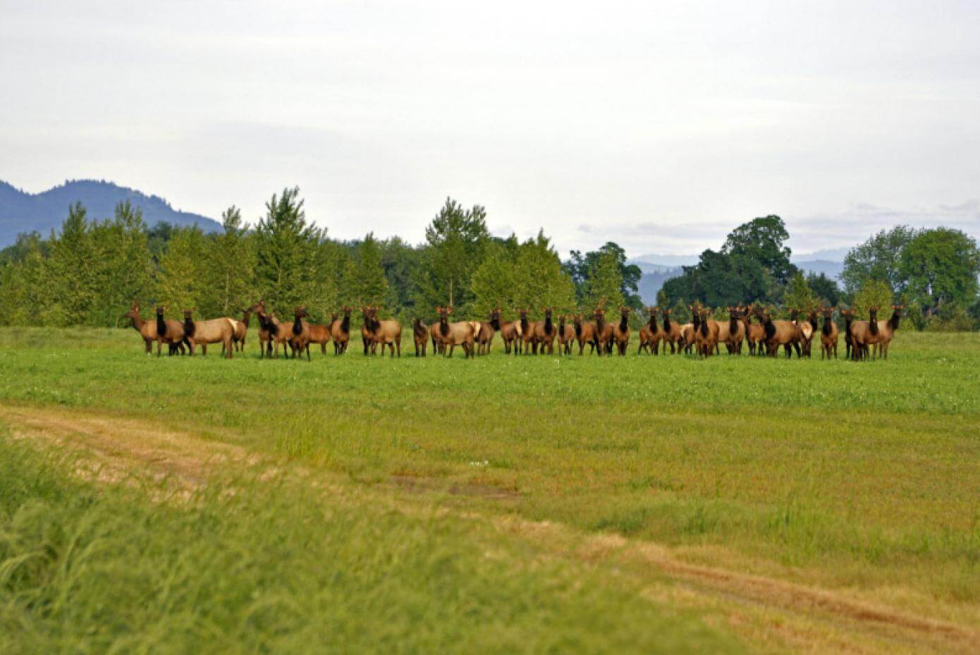 Elk grazing Windham winter pea