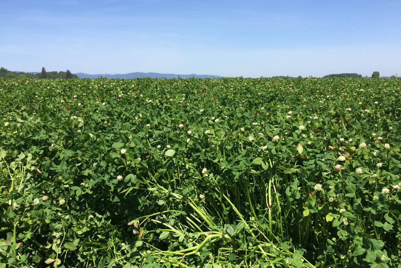 Fixation Clover with lots of biomass