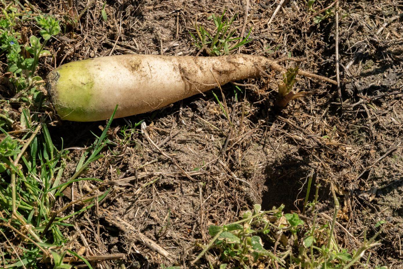 FragiBlaster Cover Crop Radish, close-up of tuber and hole it created