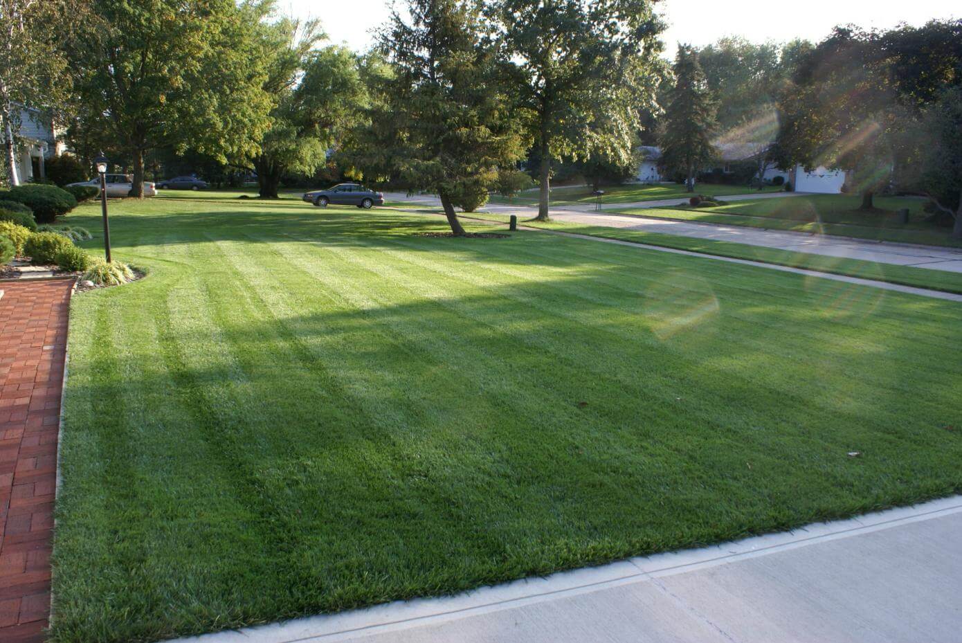 TLC Blend grass in a lawn