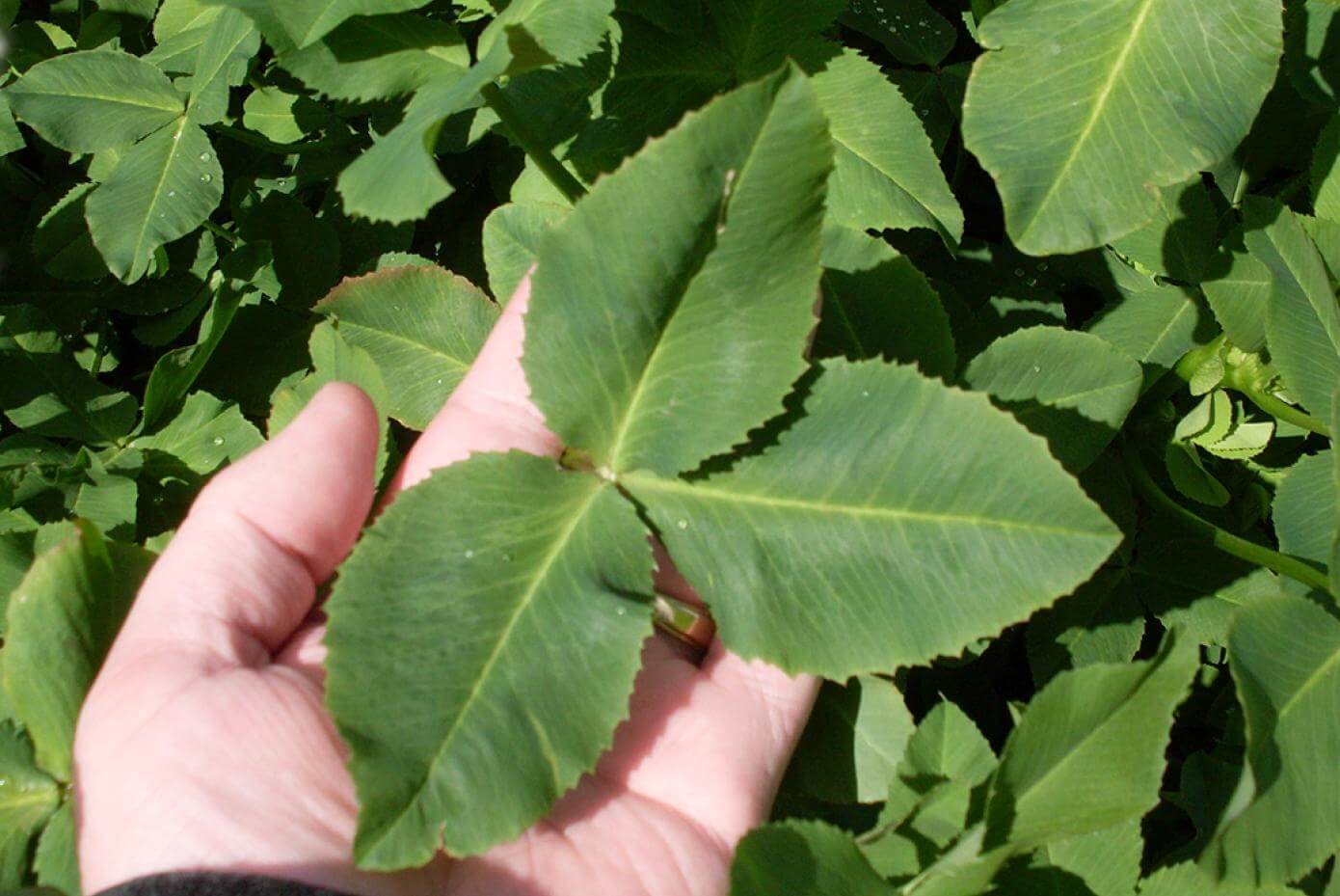 Fixation balansa clover close-up