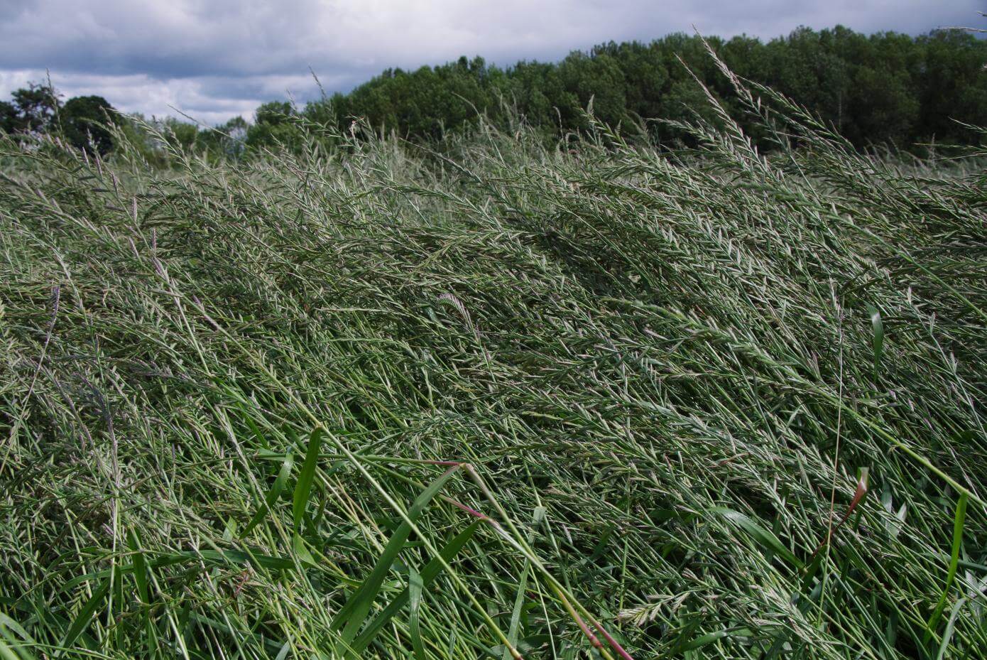 Grass going to seed